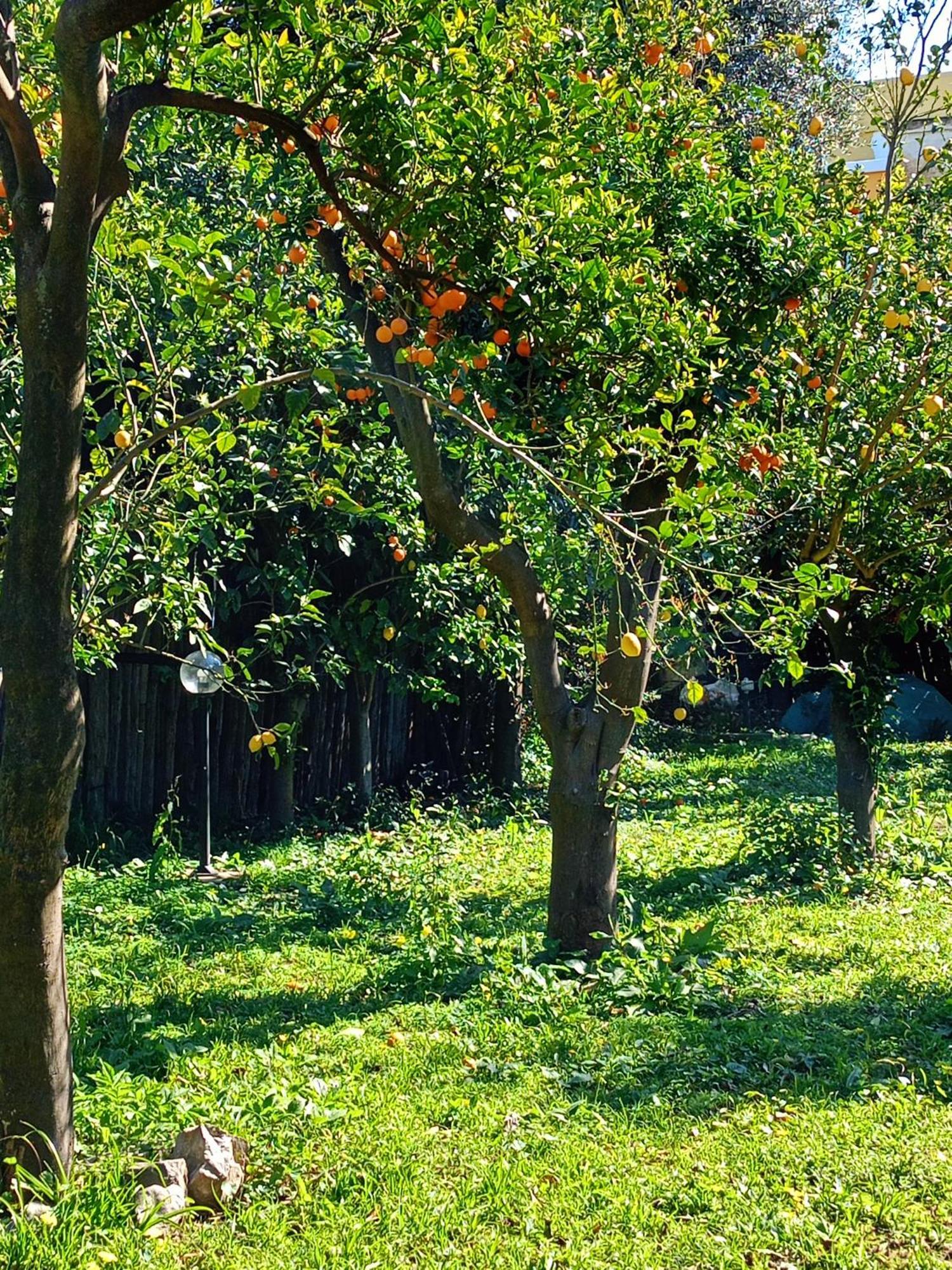 Bed and Breakfast Villino L'Aranceto Sorrentino Meta Exterior foto